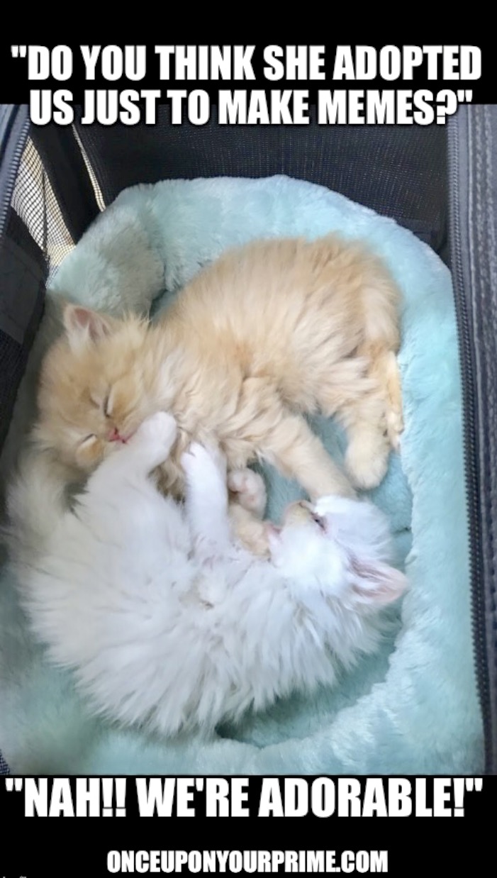 Making Memes Magically Manifest Magnificent Masses! | Once Upon Your Prime